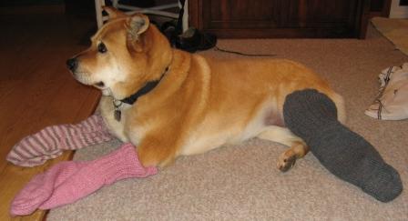kodi wearing 3 mitts