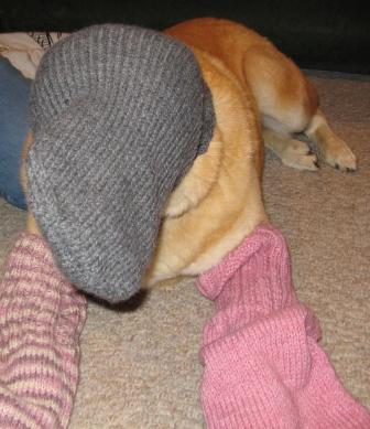 kodi with mitt on head